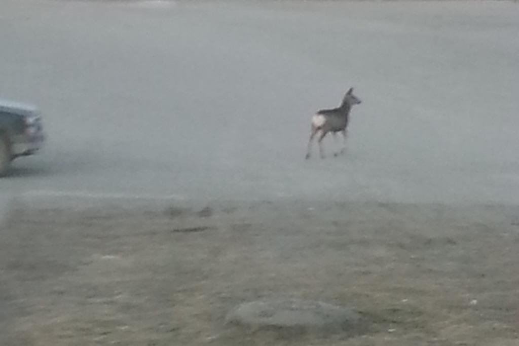 Mackenzie BC Gold panning and wildlife photo 4