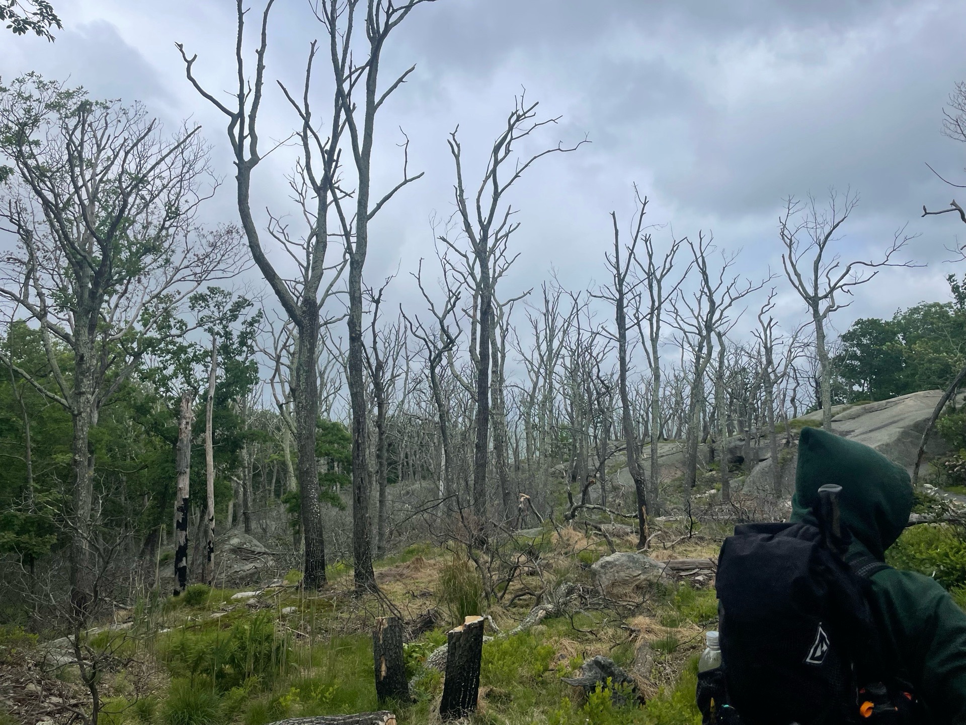 Spring Backpacker photo