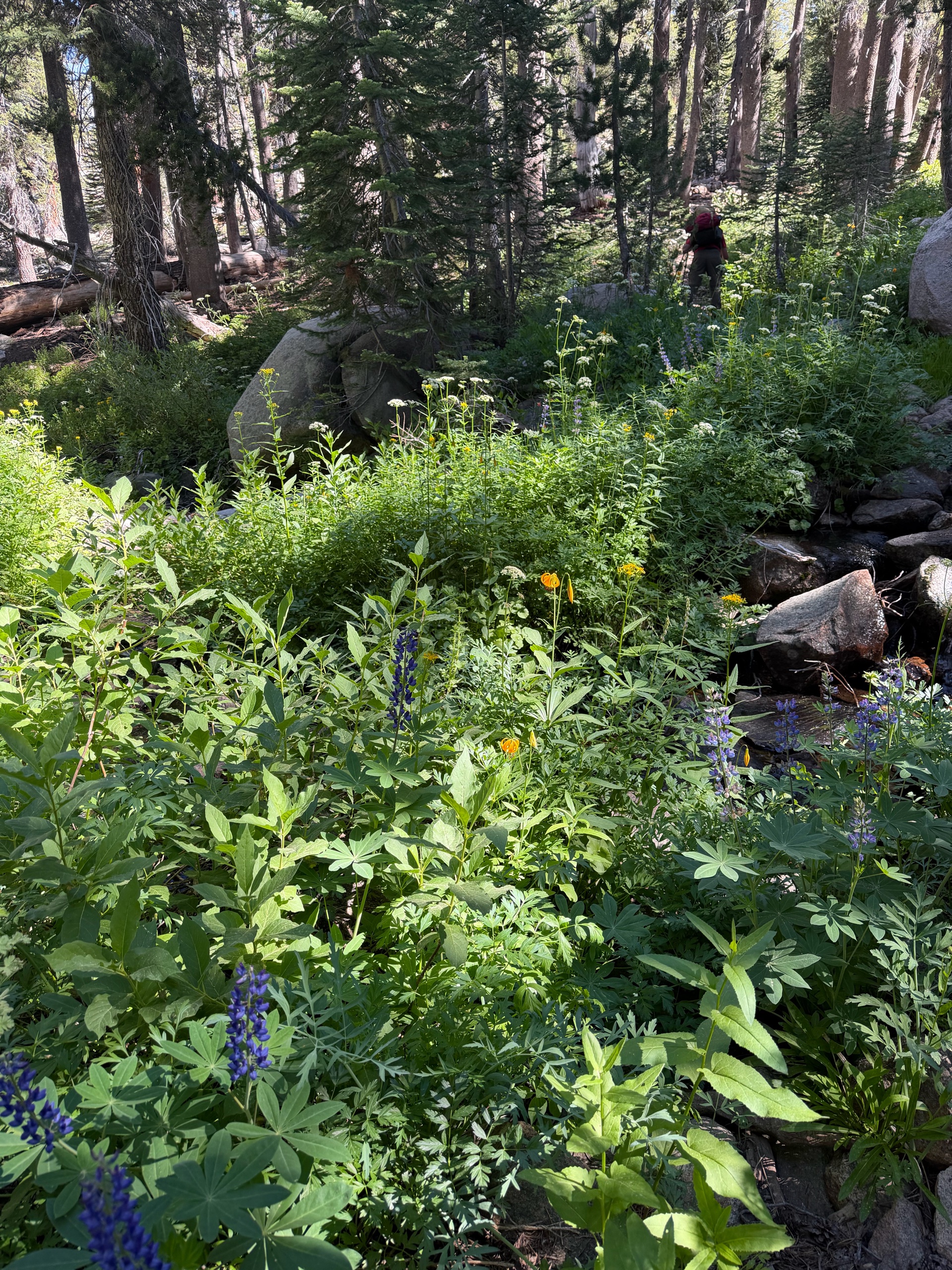 Sequoia Backpacking Trip photo