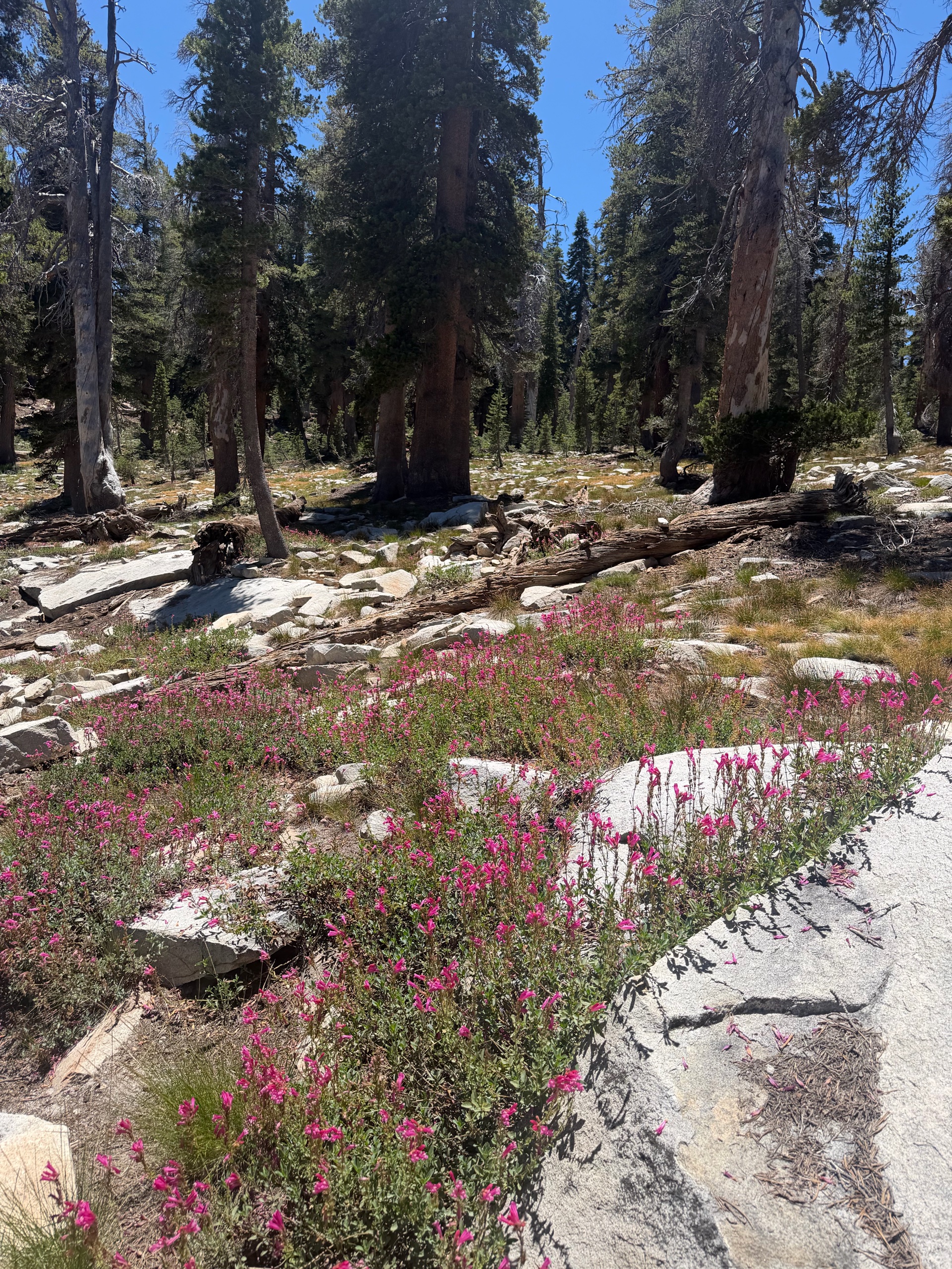 Sequoia Backpacking Trip photo