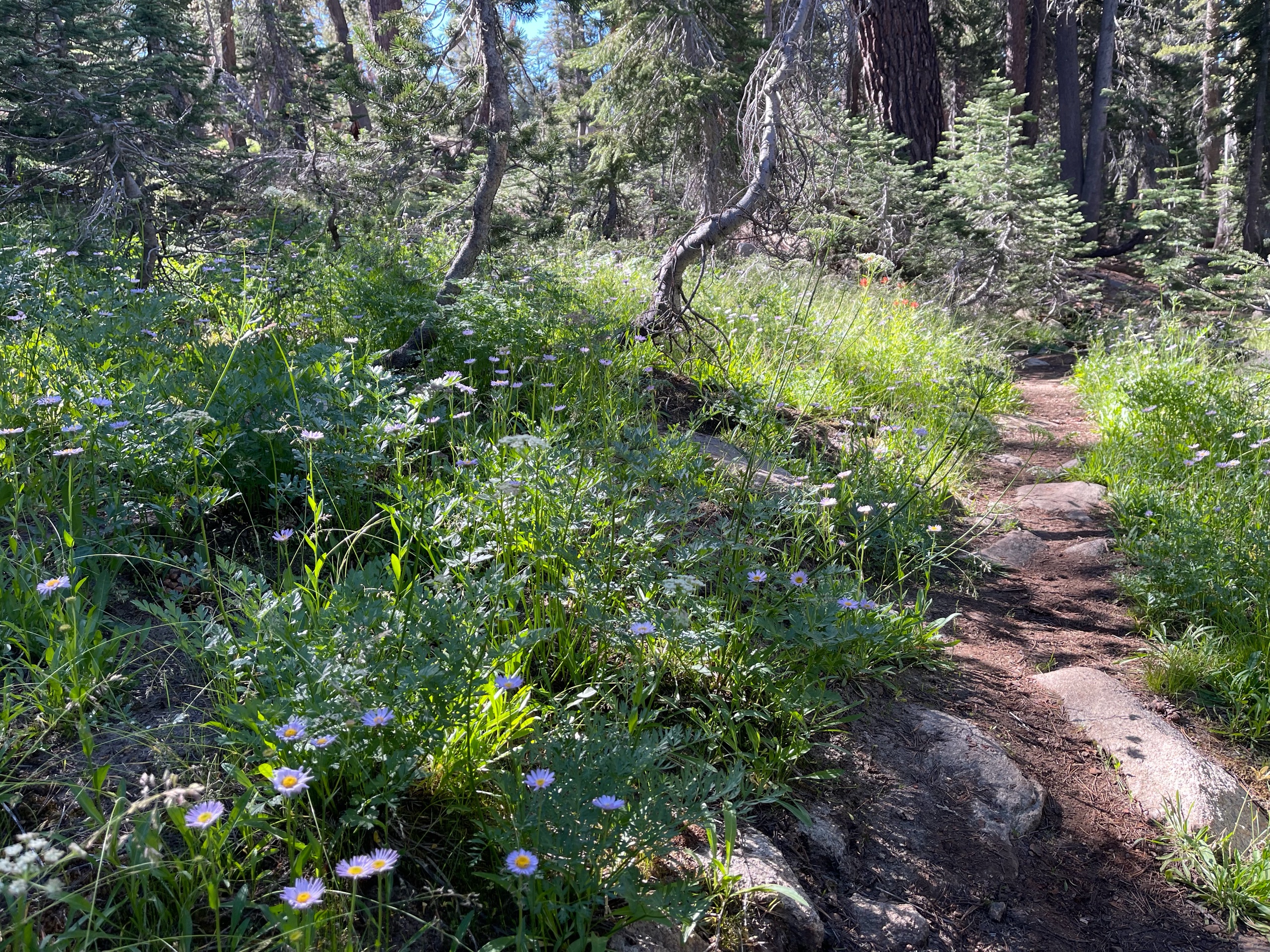 Sequoia Backpacking Trip photo