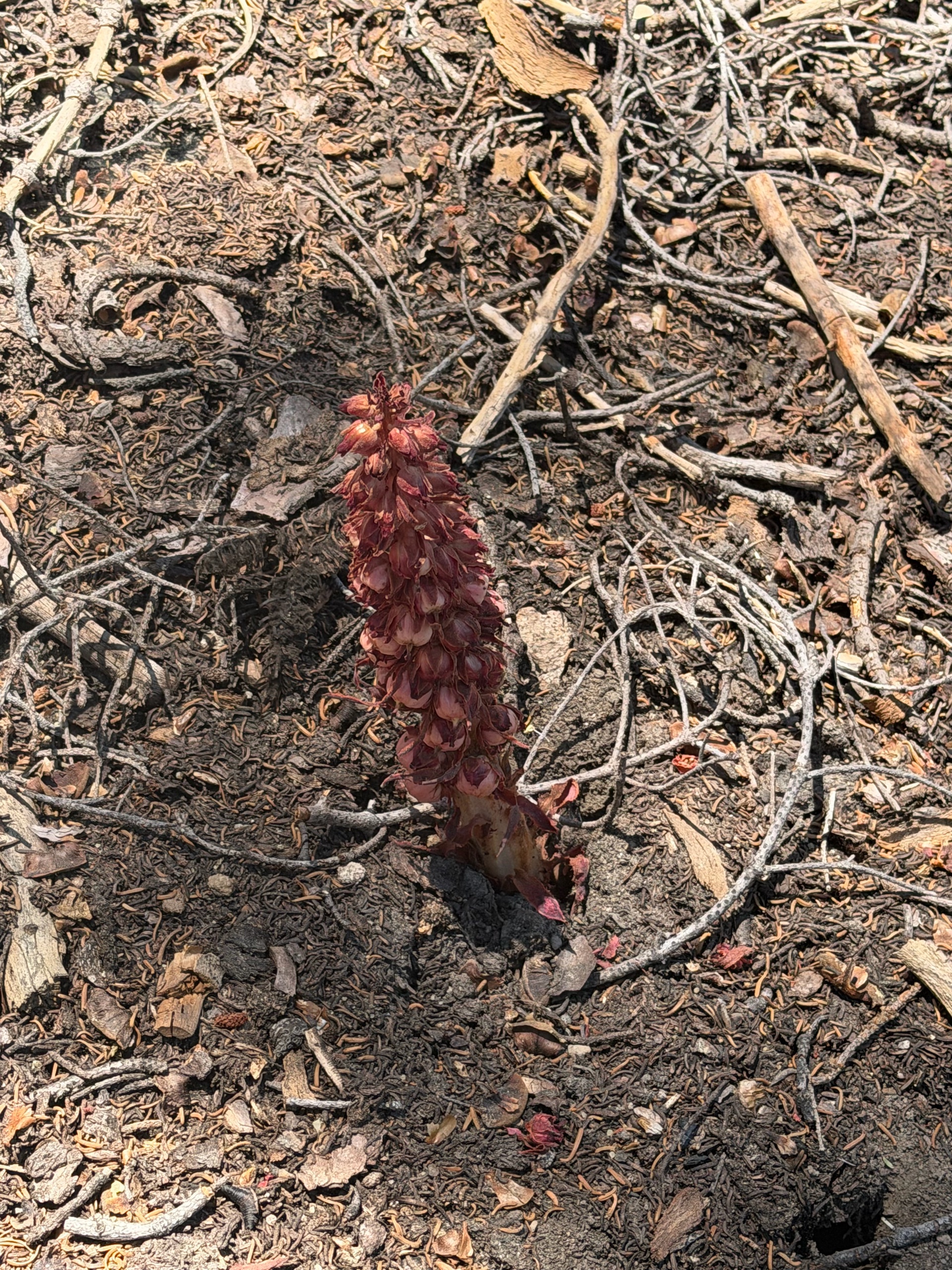 Sequoia Backpacking Trip photo