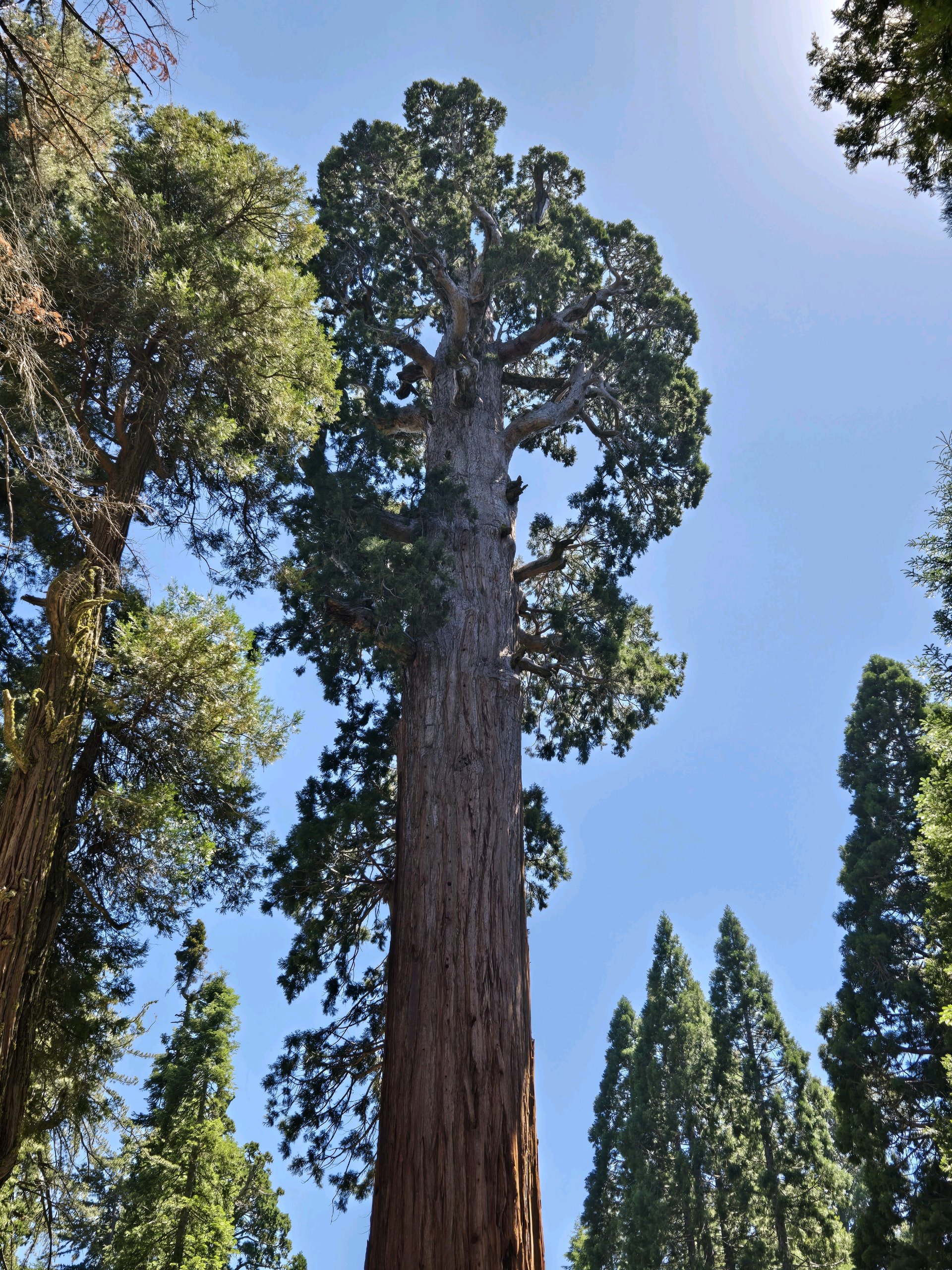 Sequoia Backpacking Trip photo