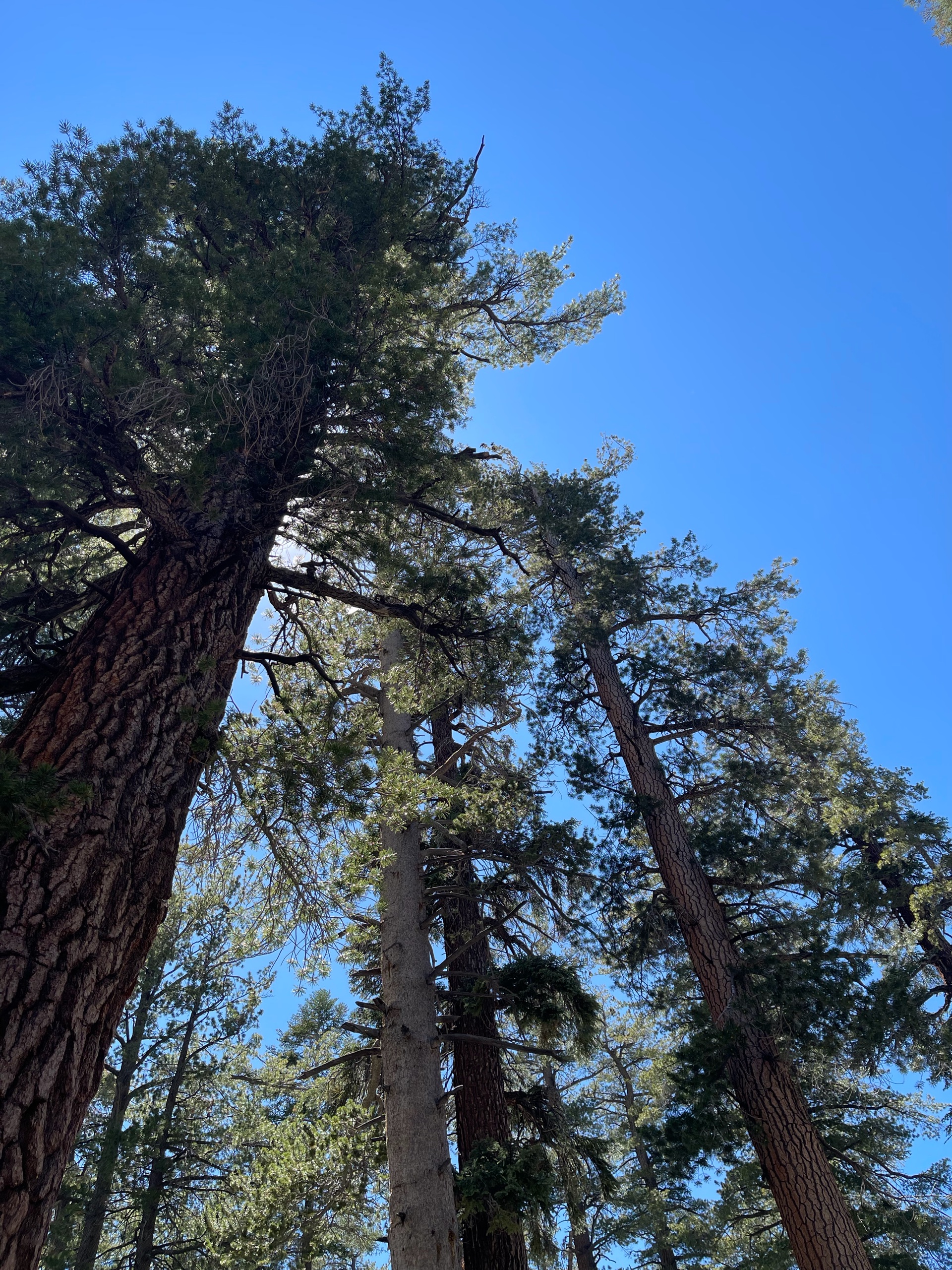 Sequoia Backpacking Trip photo