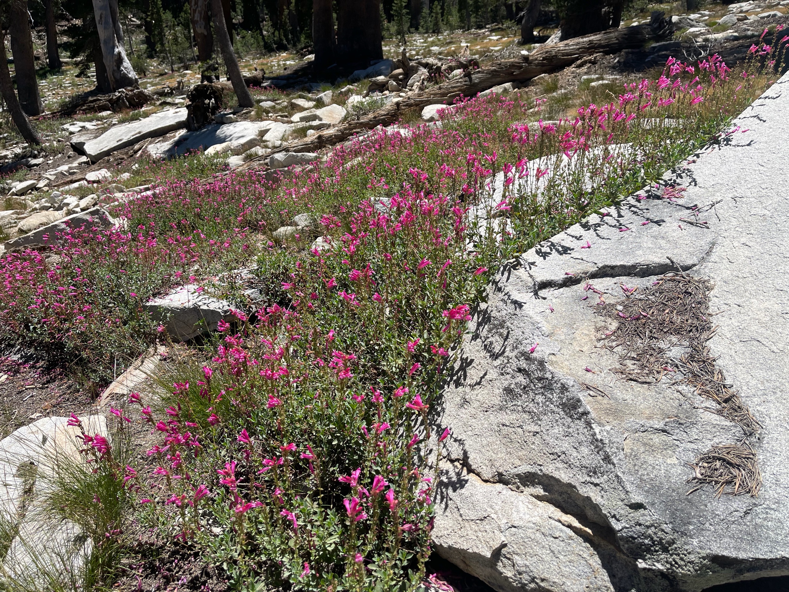 Sequoia Backpacking Trip photo