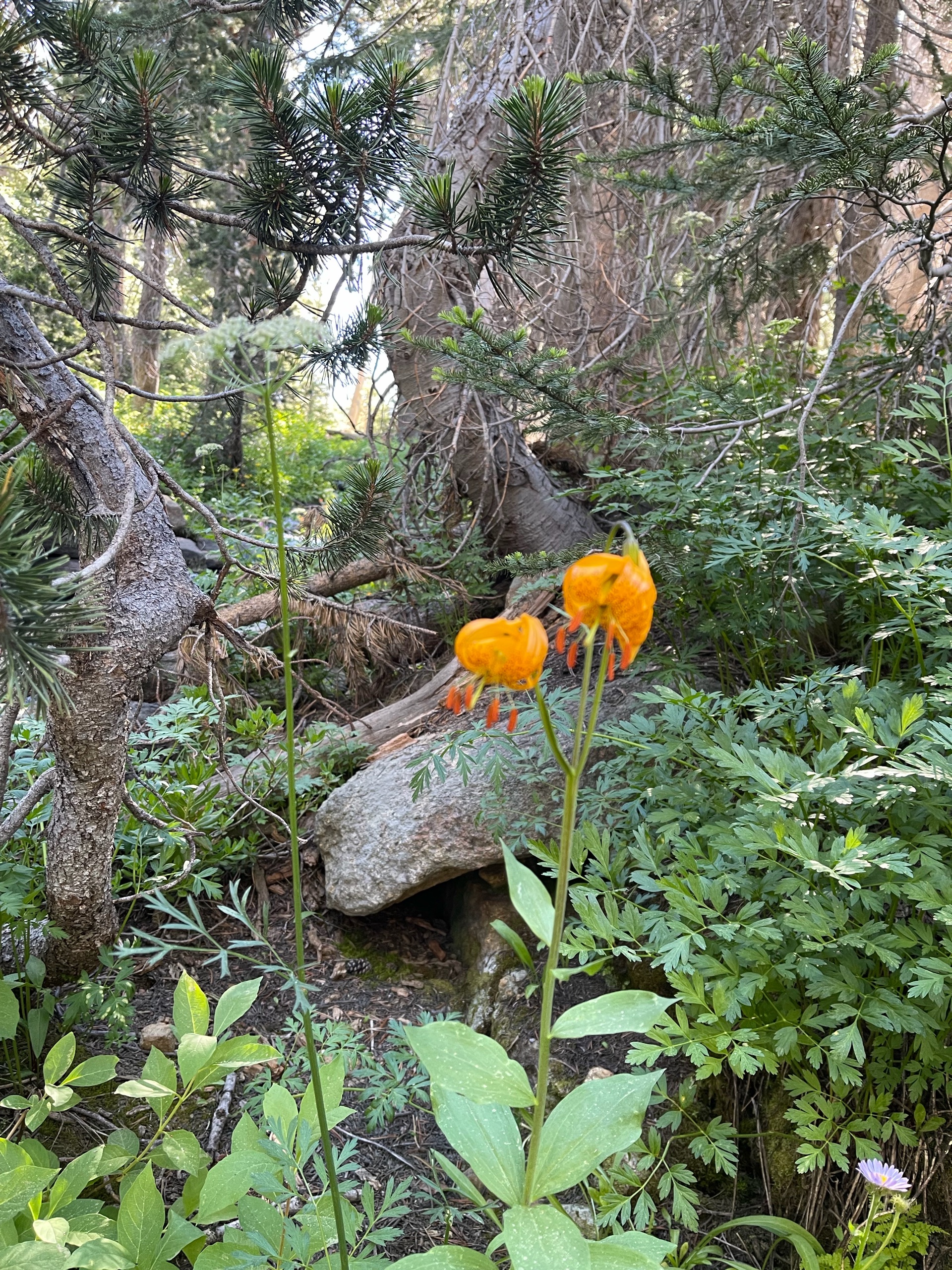 Sequoia Backpacking Trip photo
