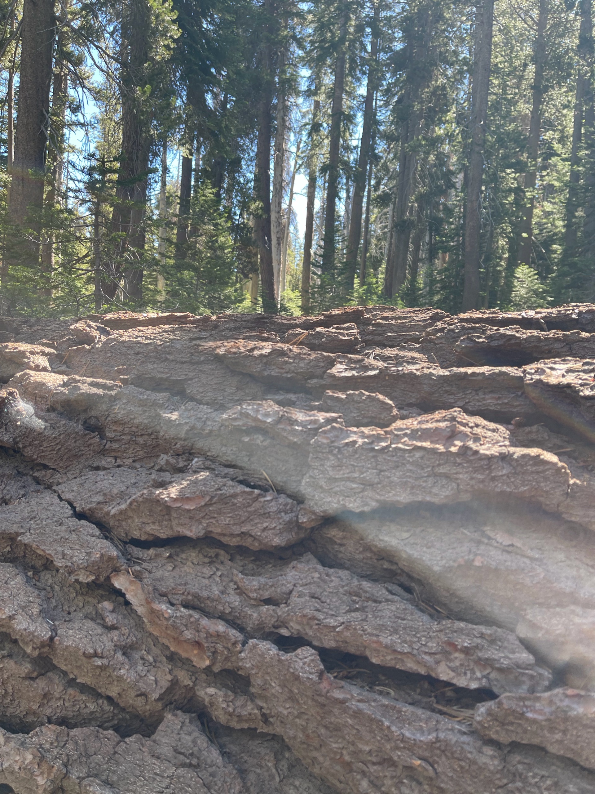 Sequoia Backpacking Trip photo