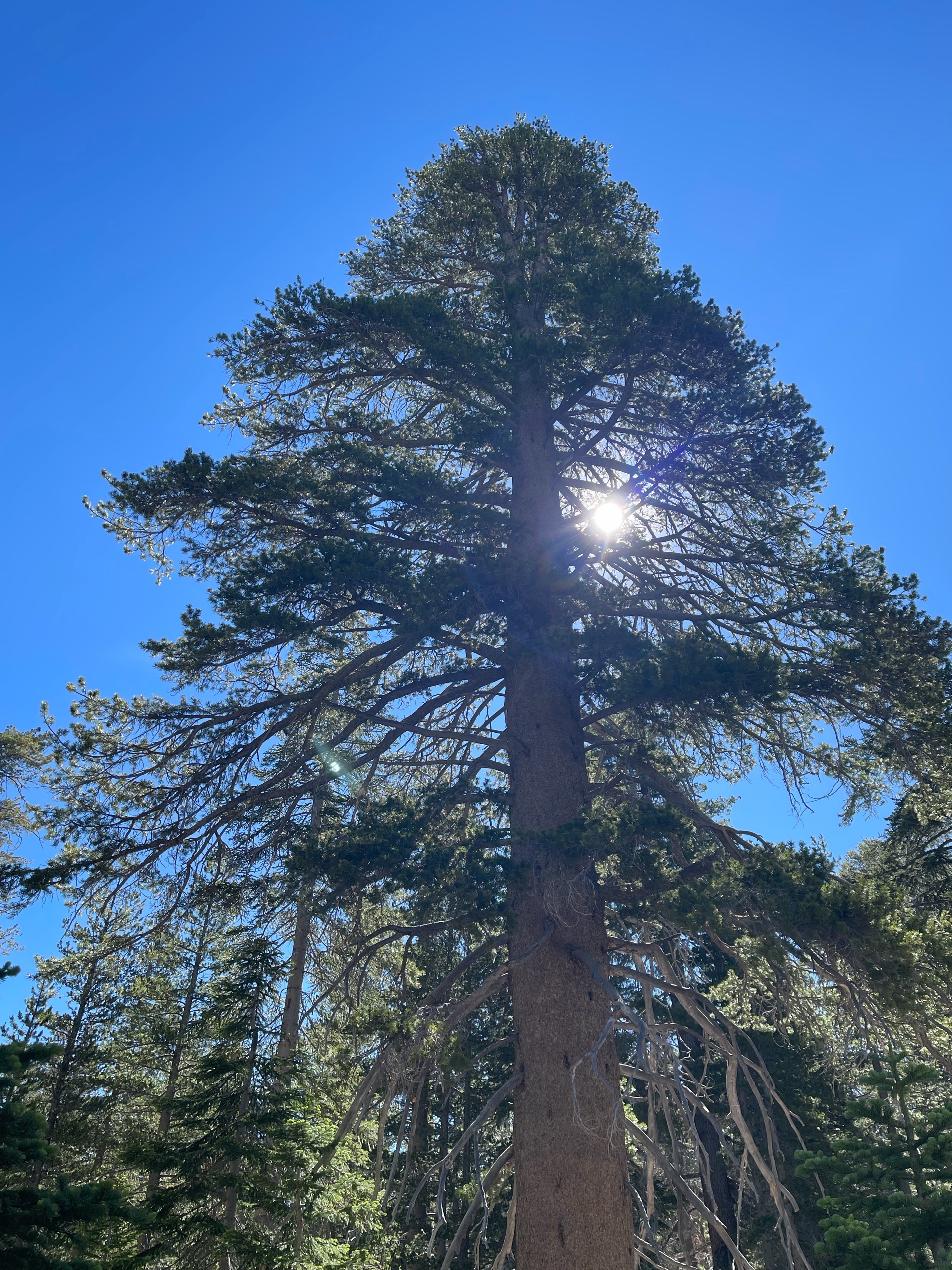 Sequoia Backpacking Trip photo