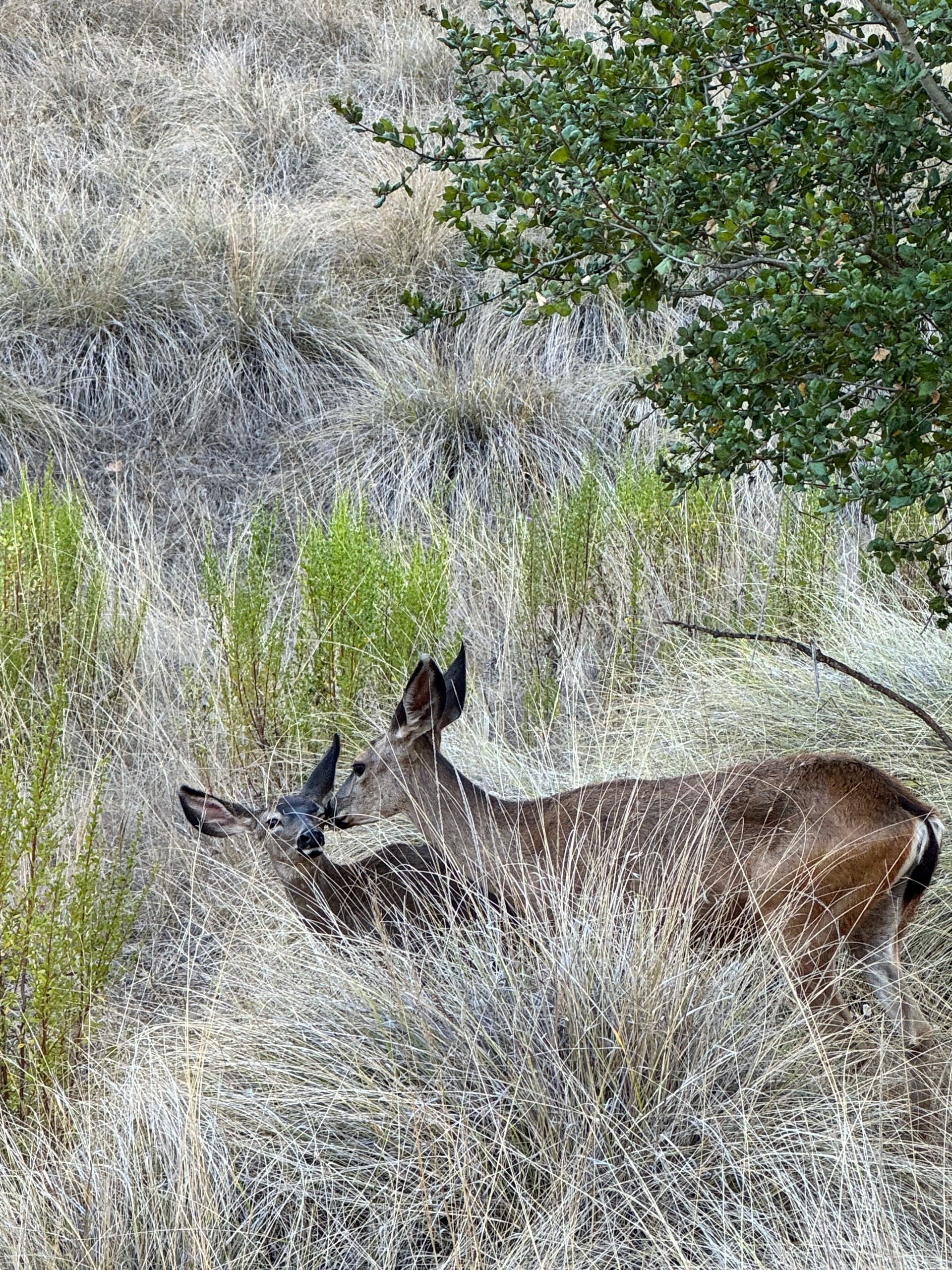 Zips and Dunes photo