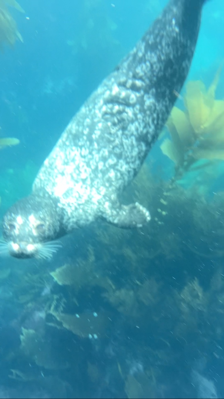 Anacapa Kayaking photo