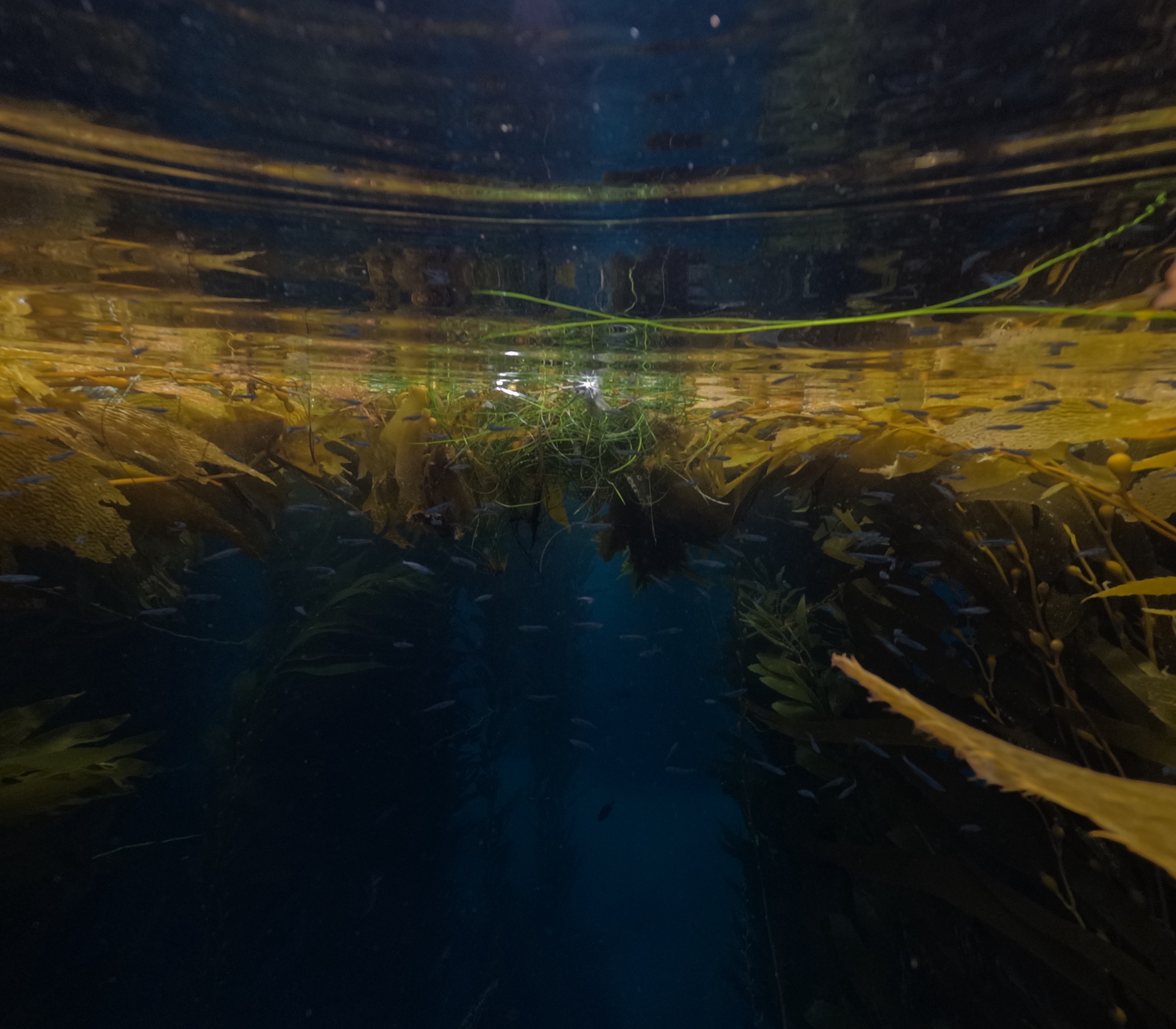 Anacapa Kayaking photo