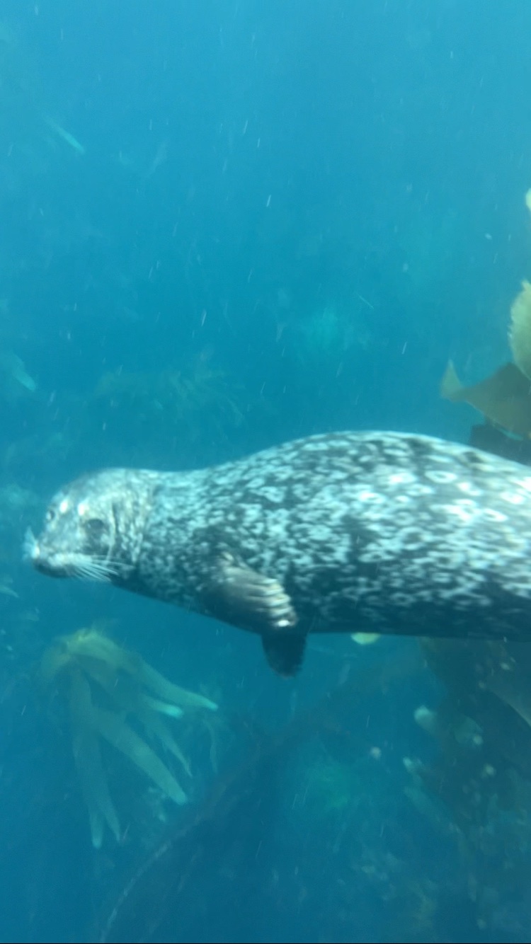 Anacapa Kayaking photo