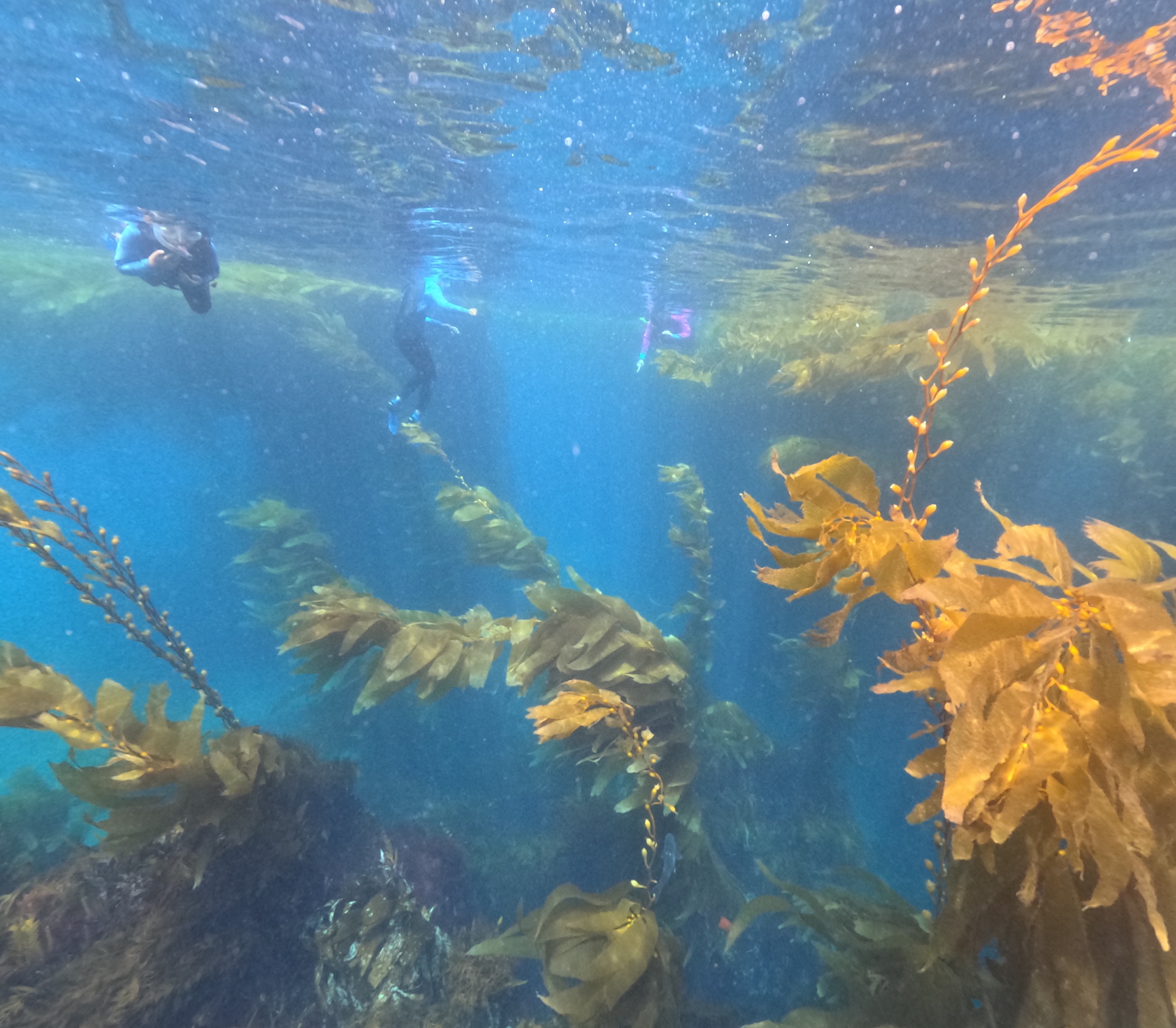 Anacapa Kayaking photo