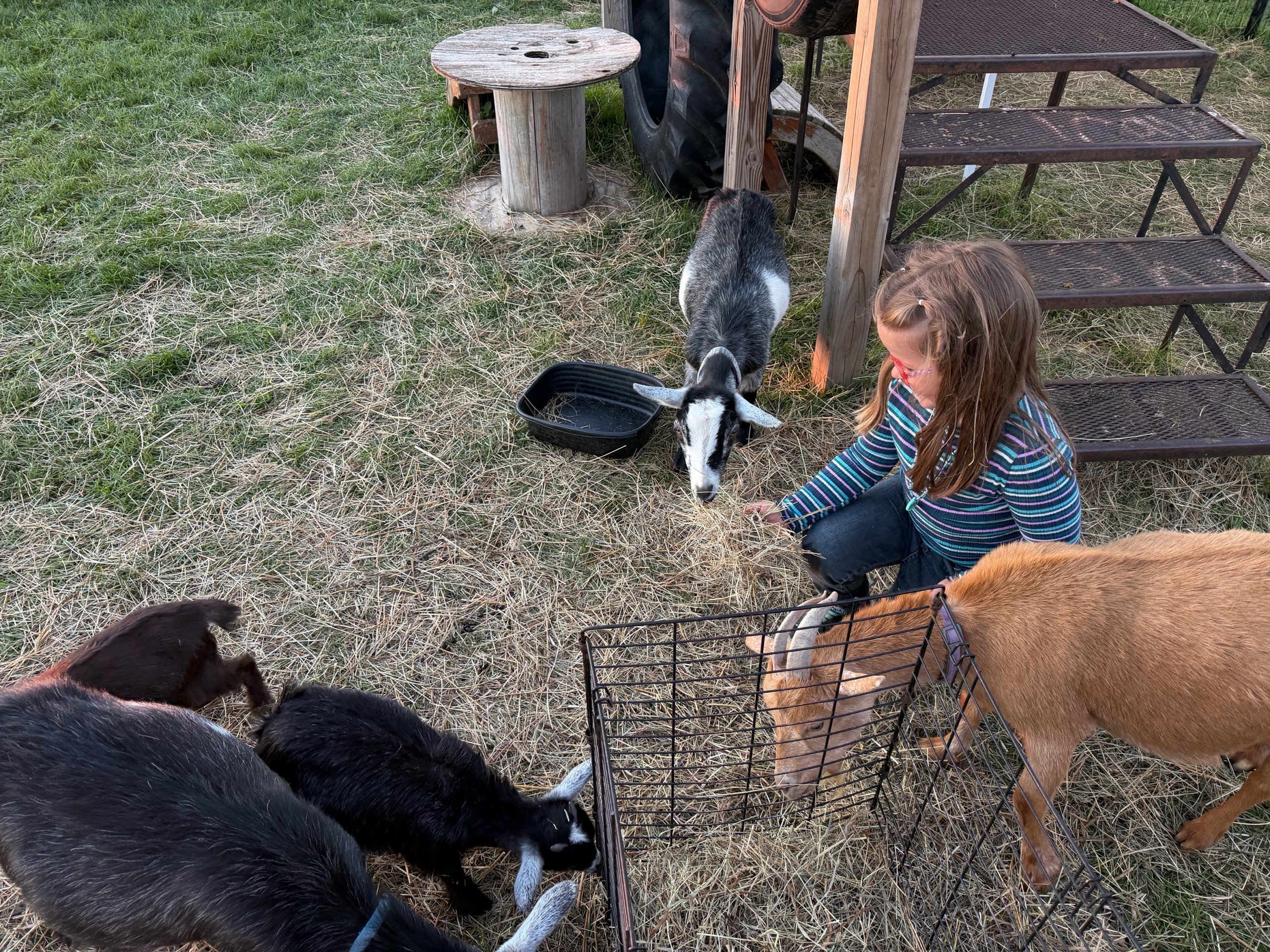 Grampas Farm Pack Visit - Merrill photo