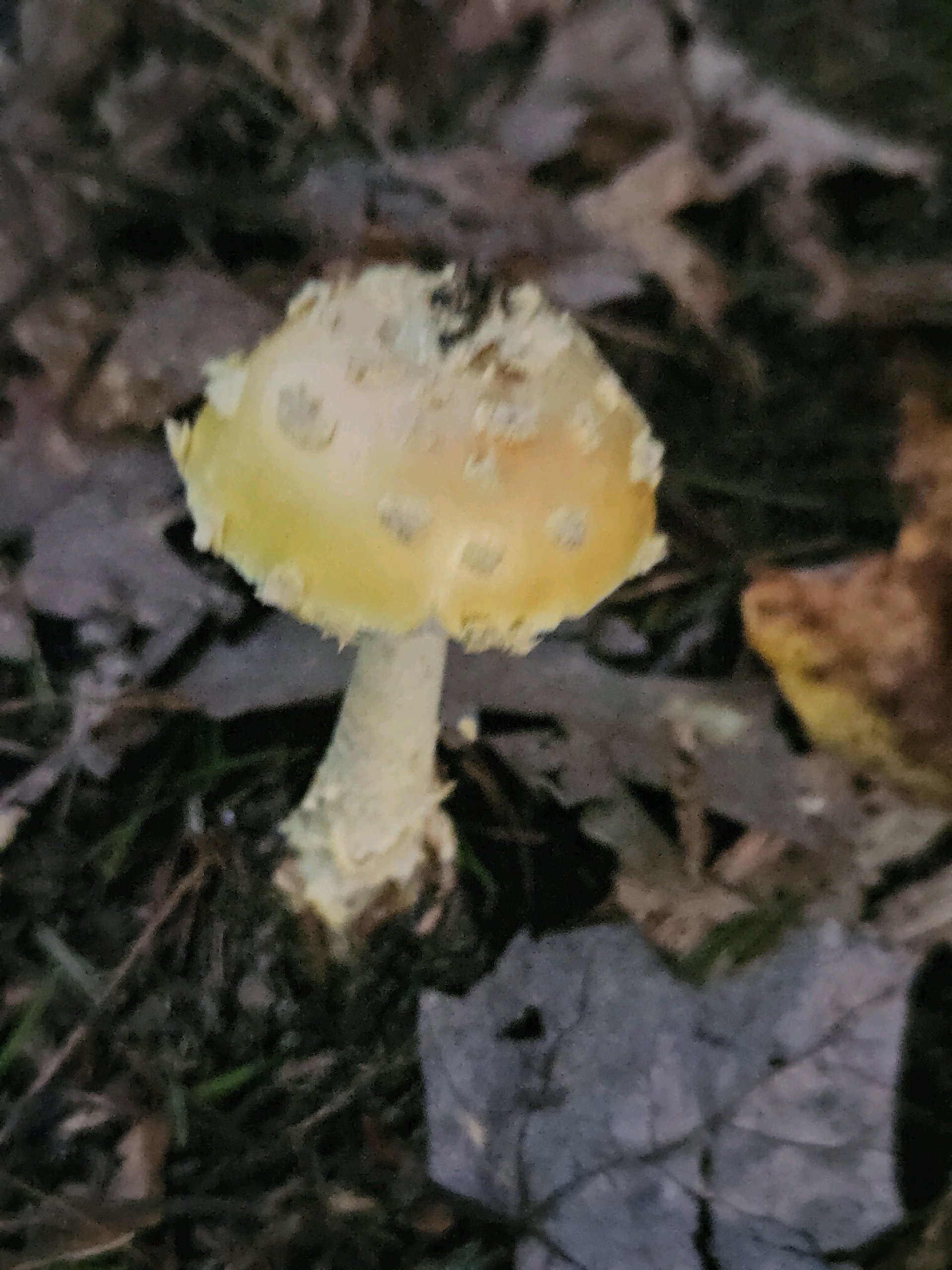 Wolf/Bear Den Hike photo