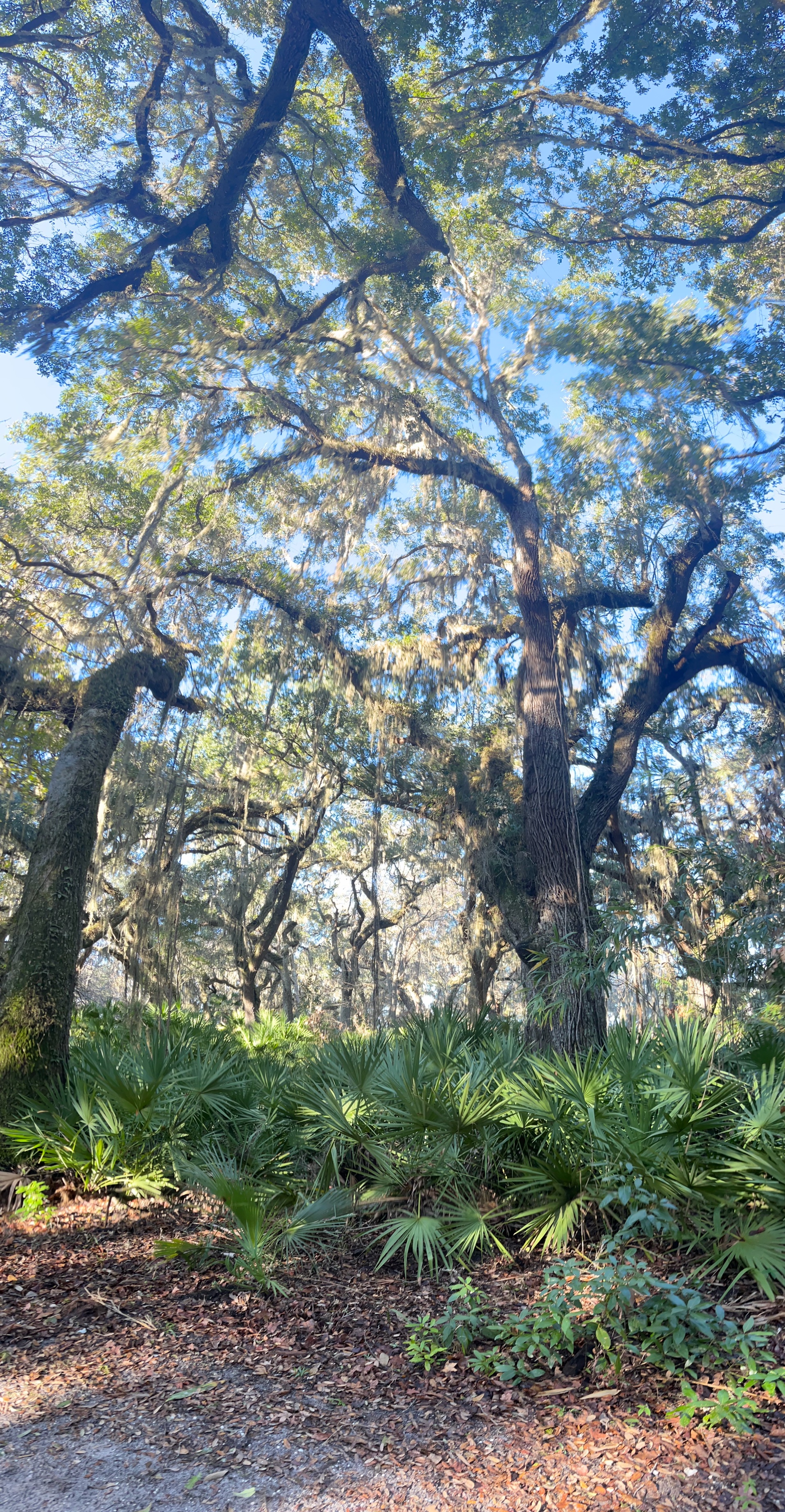 Epic Cumberland Island Adventure! photo
