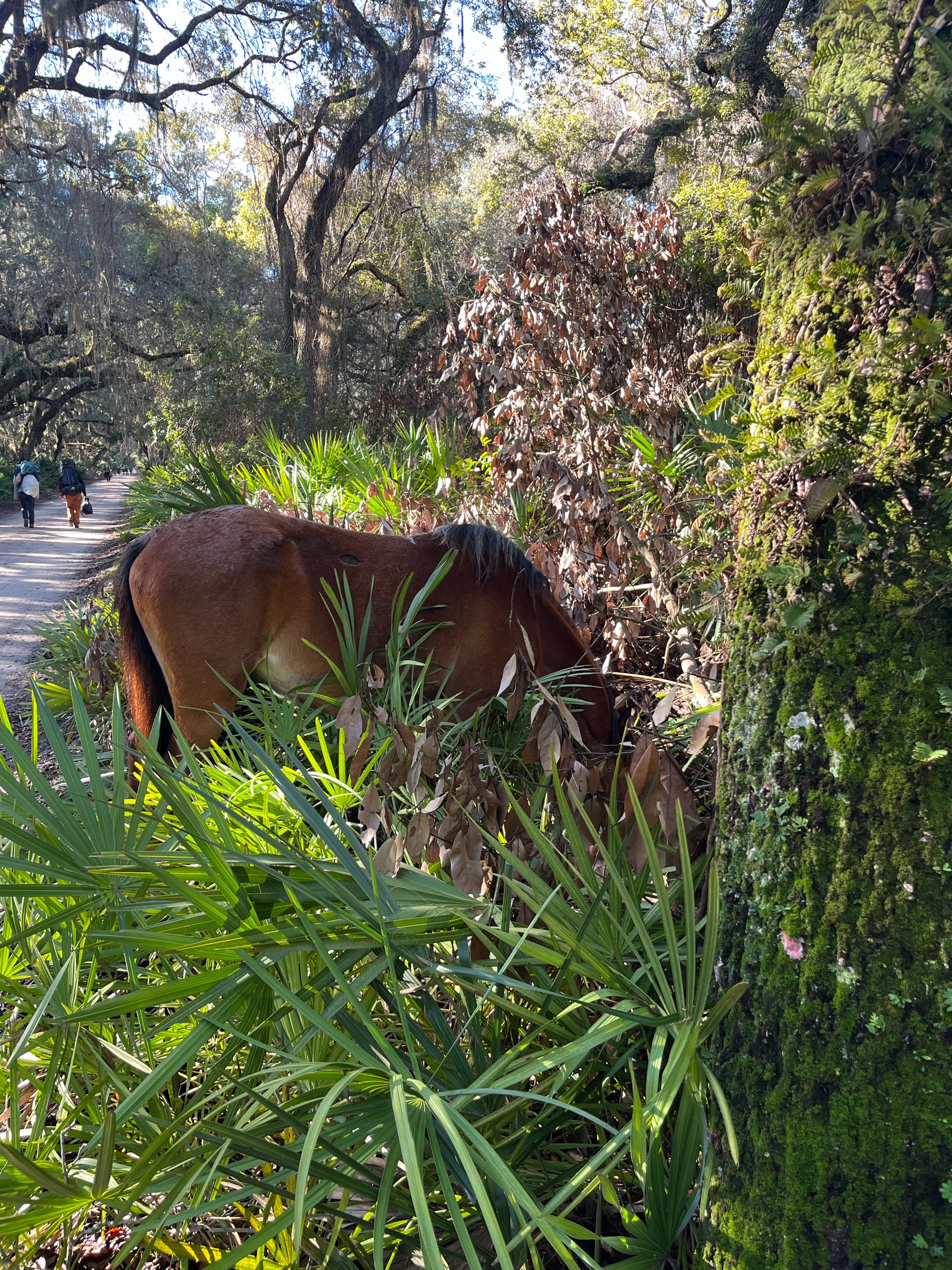 Epic Cumberland Island Adventure! photo