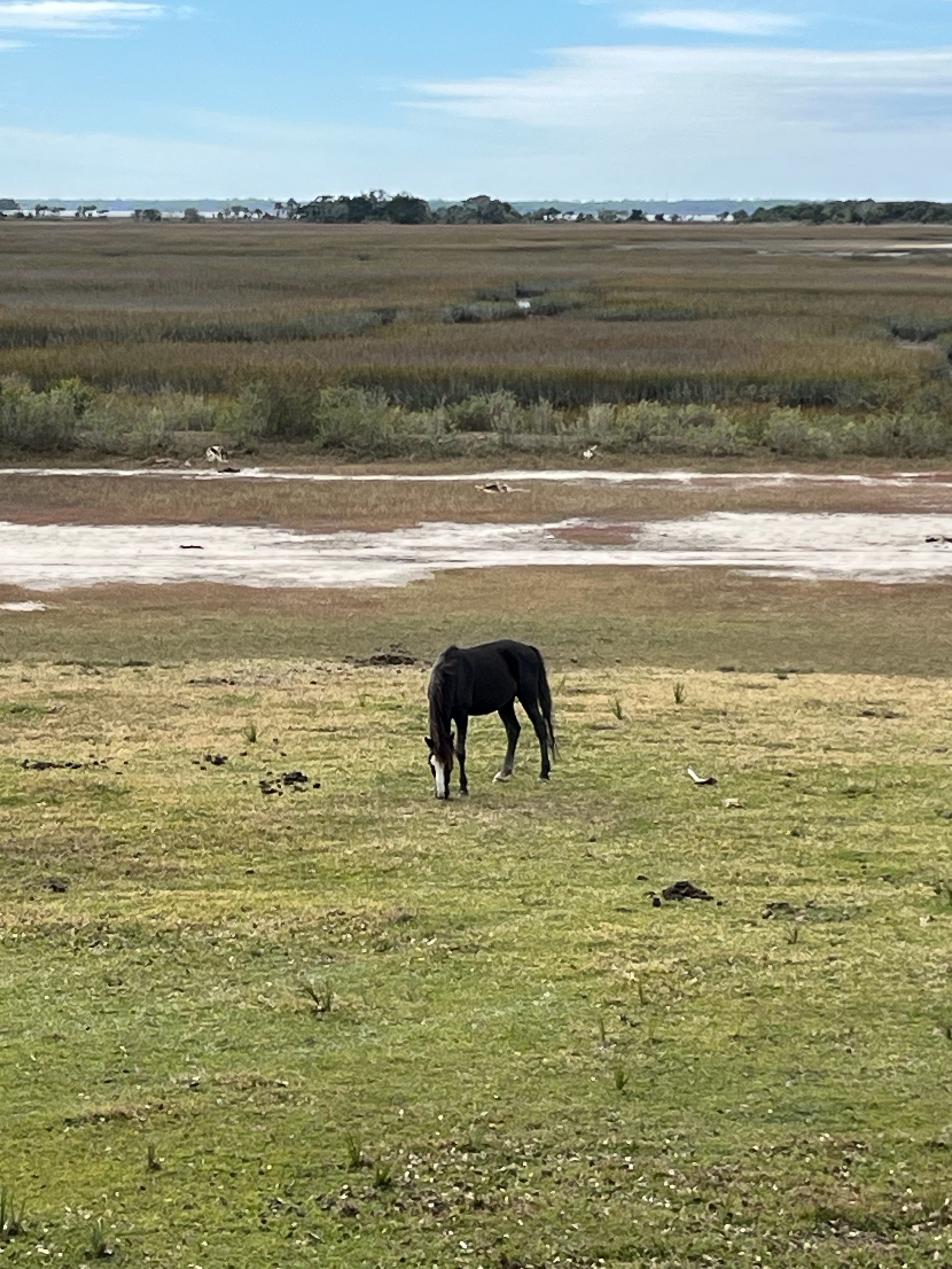 Epic Cumberland Island Adventure! photo