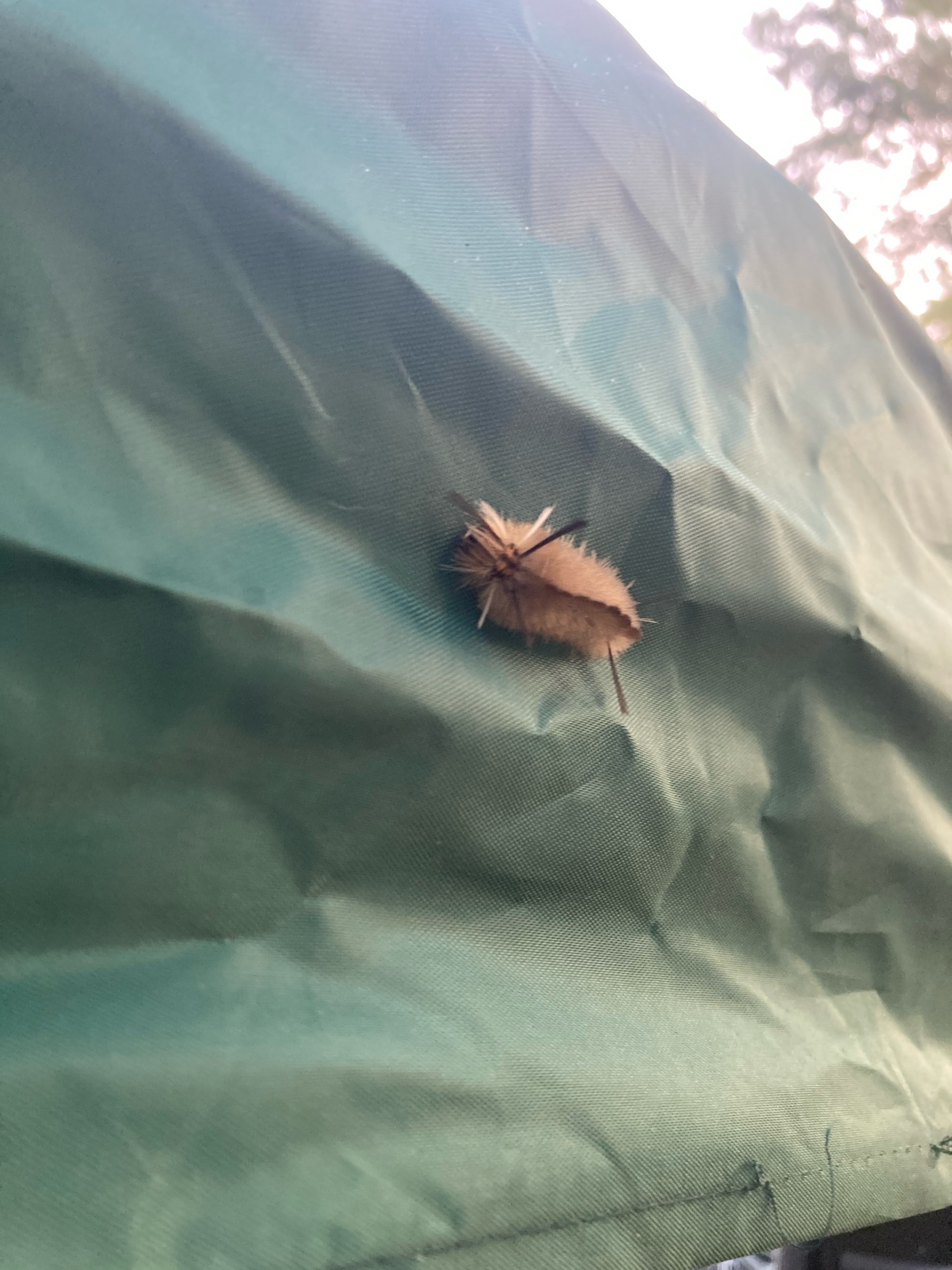 August Campout: Onondaga State Park- Hike/Cave Tour photo