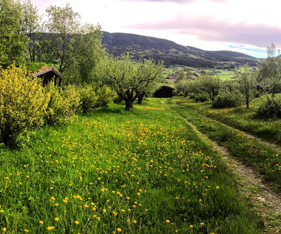 Heggerud Gard & Camping photo 2