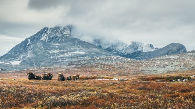 Dovrefjell Lodge photo 3