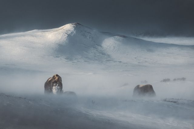 Dovrefjell Lodge photo 4