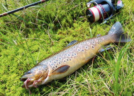 Seljord Camping - Photo 3