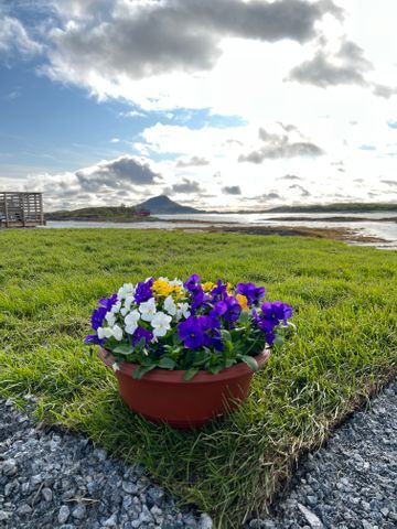 Røssøy camping photo 3
