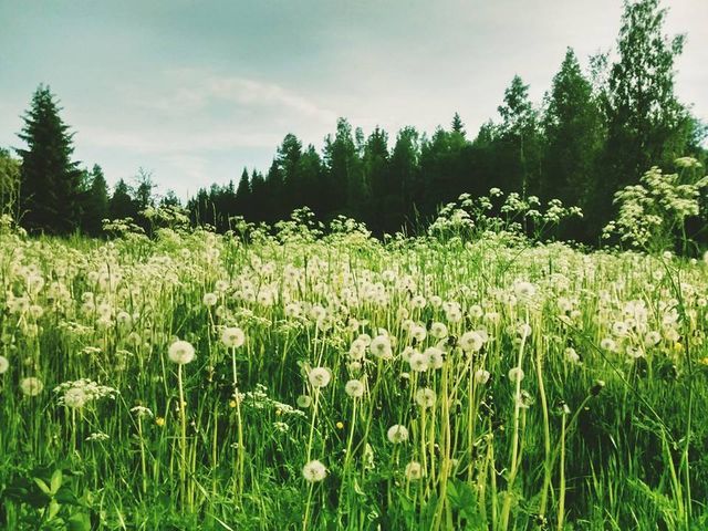 Grässjöns Camping photo 3
