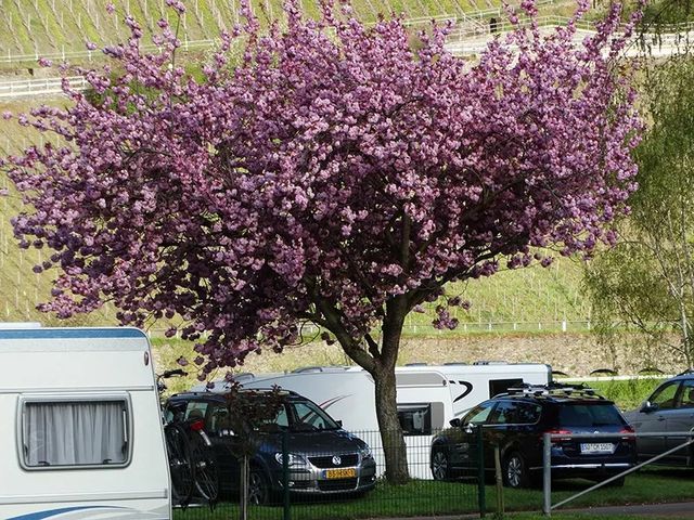 Campingplatz Trittenheim im Grünen photo 5