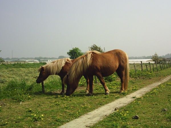 Camping Besuijen