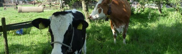 Campsite Cormeij Hoeve - Photo 3