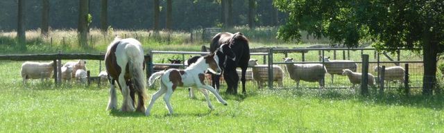 Camping Cormeij Hoeve photo 5