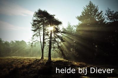 Camping de Drentse Patrijs