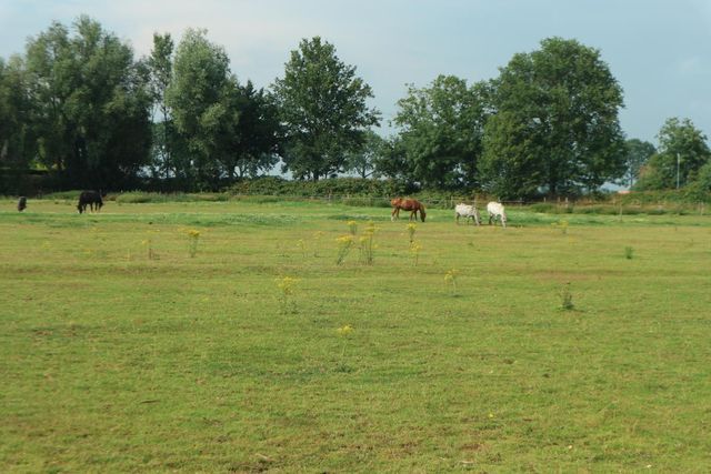 Landgoed/Camping ‘s-Gravenhof - Main photo
