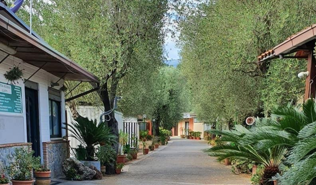 Camping Residence OLIVETO photo 4