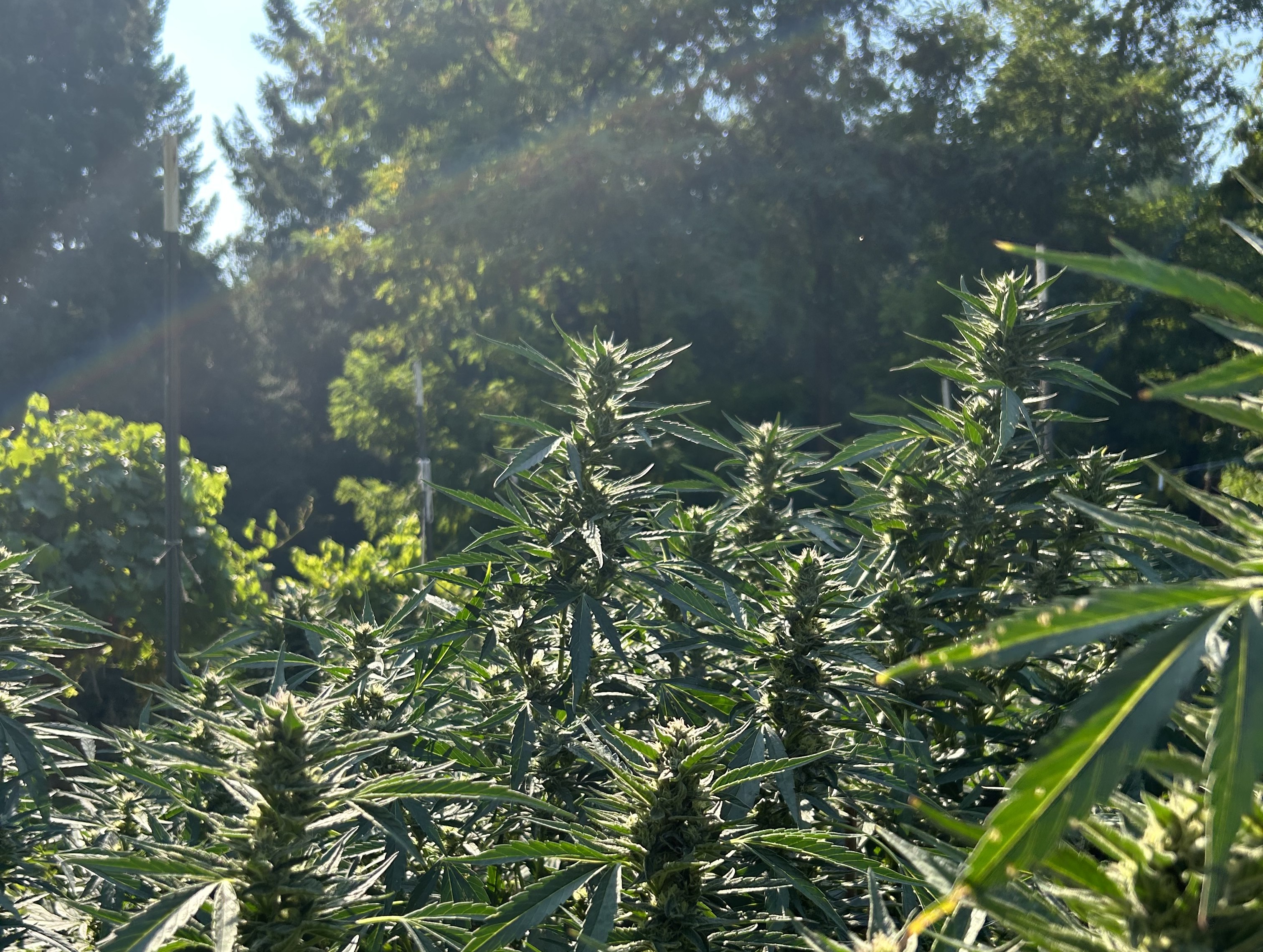 The Good Days Are Still Ahead For Humboldt