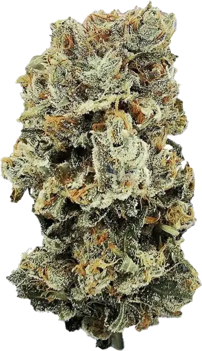 Motor Breath