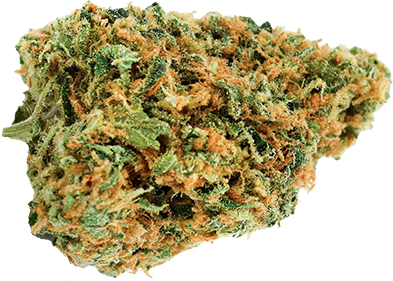 Critical Kush