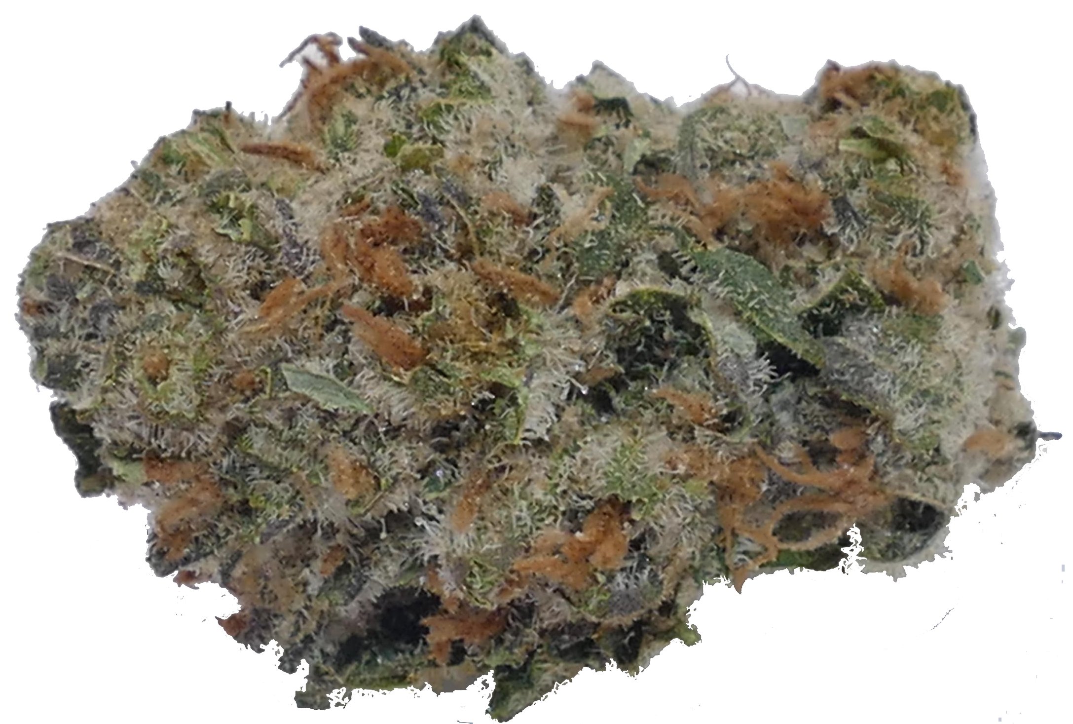 Caviar Gold