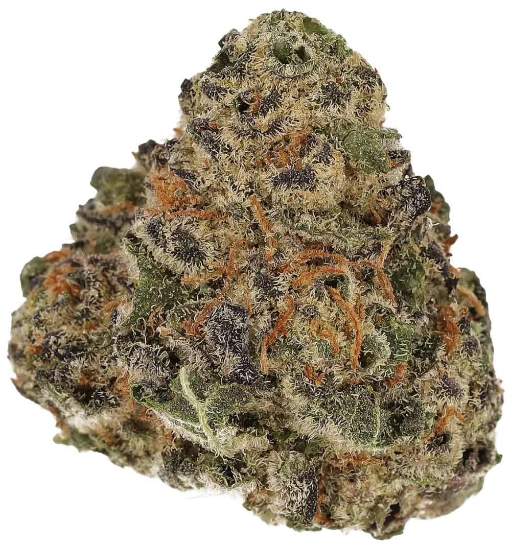 El Jefe