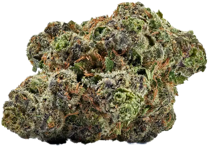 Gelato33