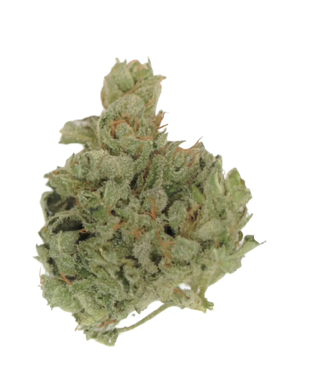 Tilray THC25 Spotlight Porto ISS Produktfoto