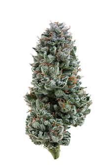Kosher Tangie