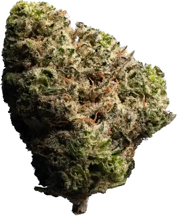 Jungle Fumes