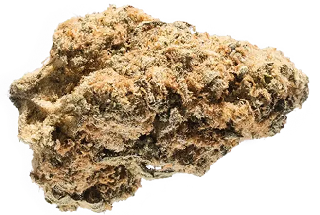 Royal Gorilla