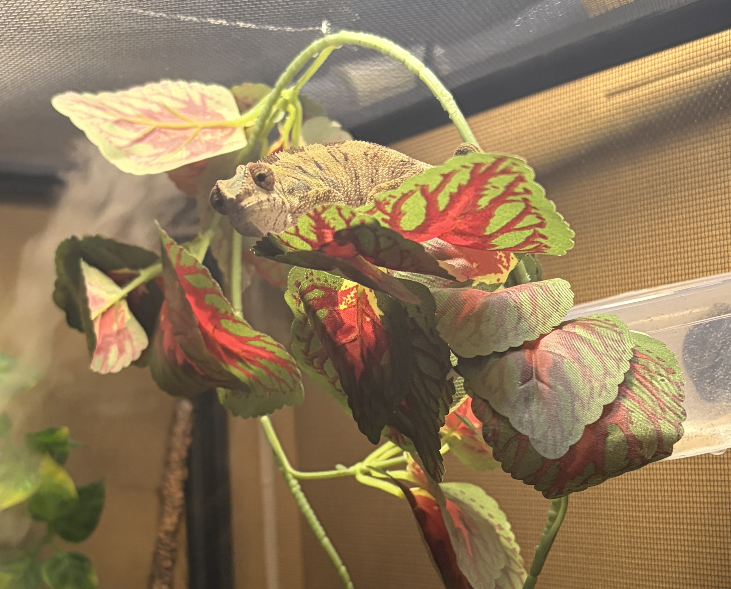 Auggie, Ambilobe Panther Chameleon