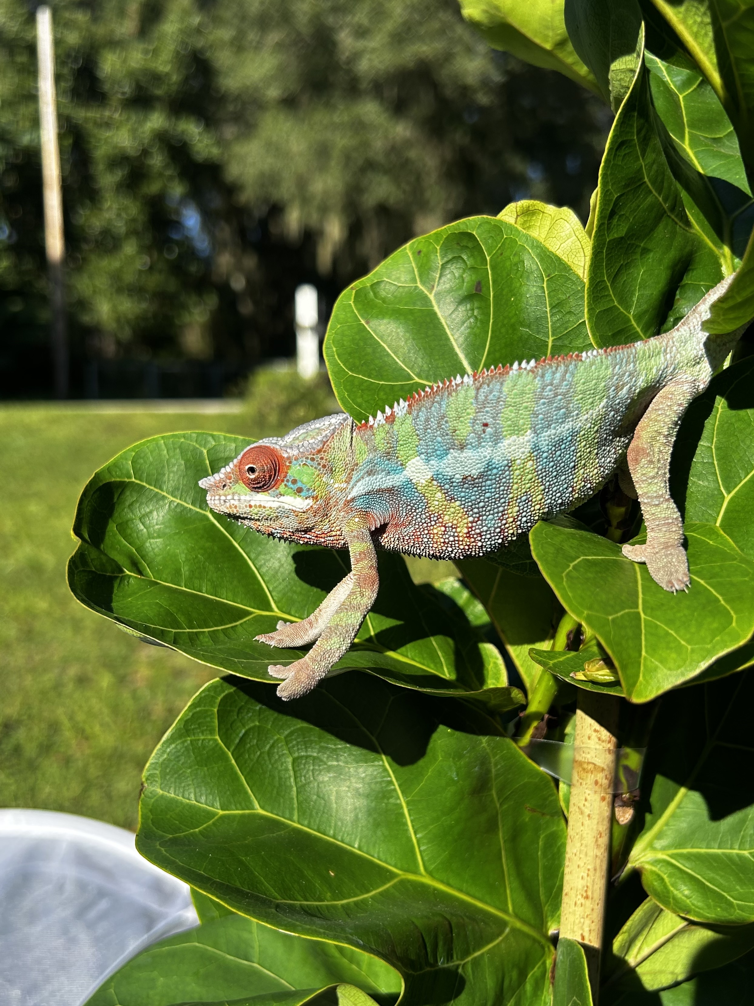 Ryland, shared by an owner