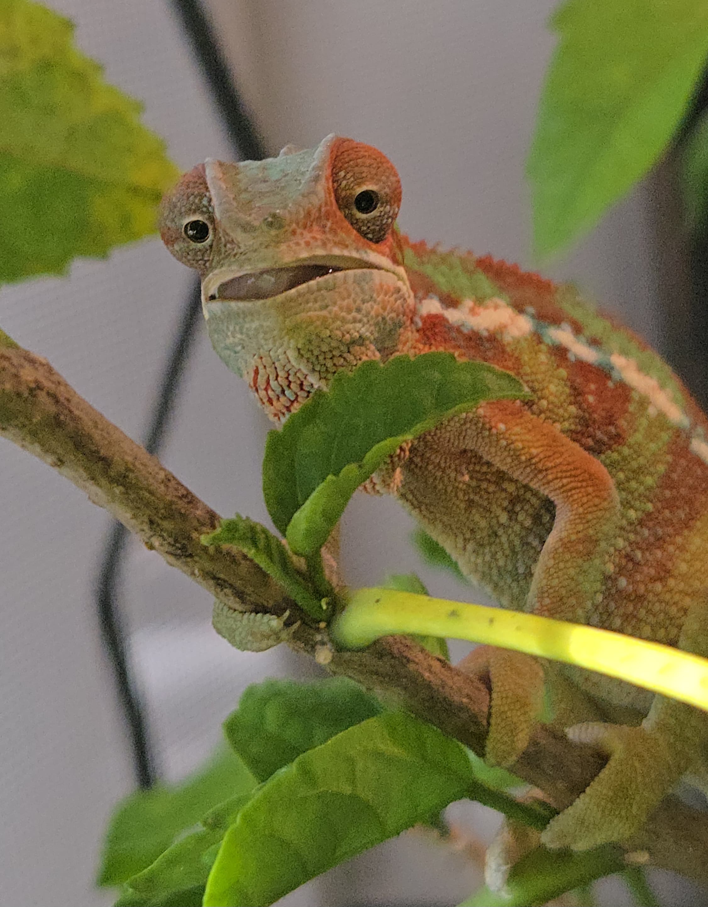 Skittles, shared by an owner