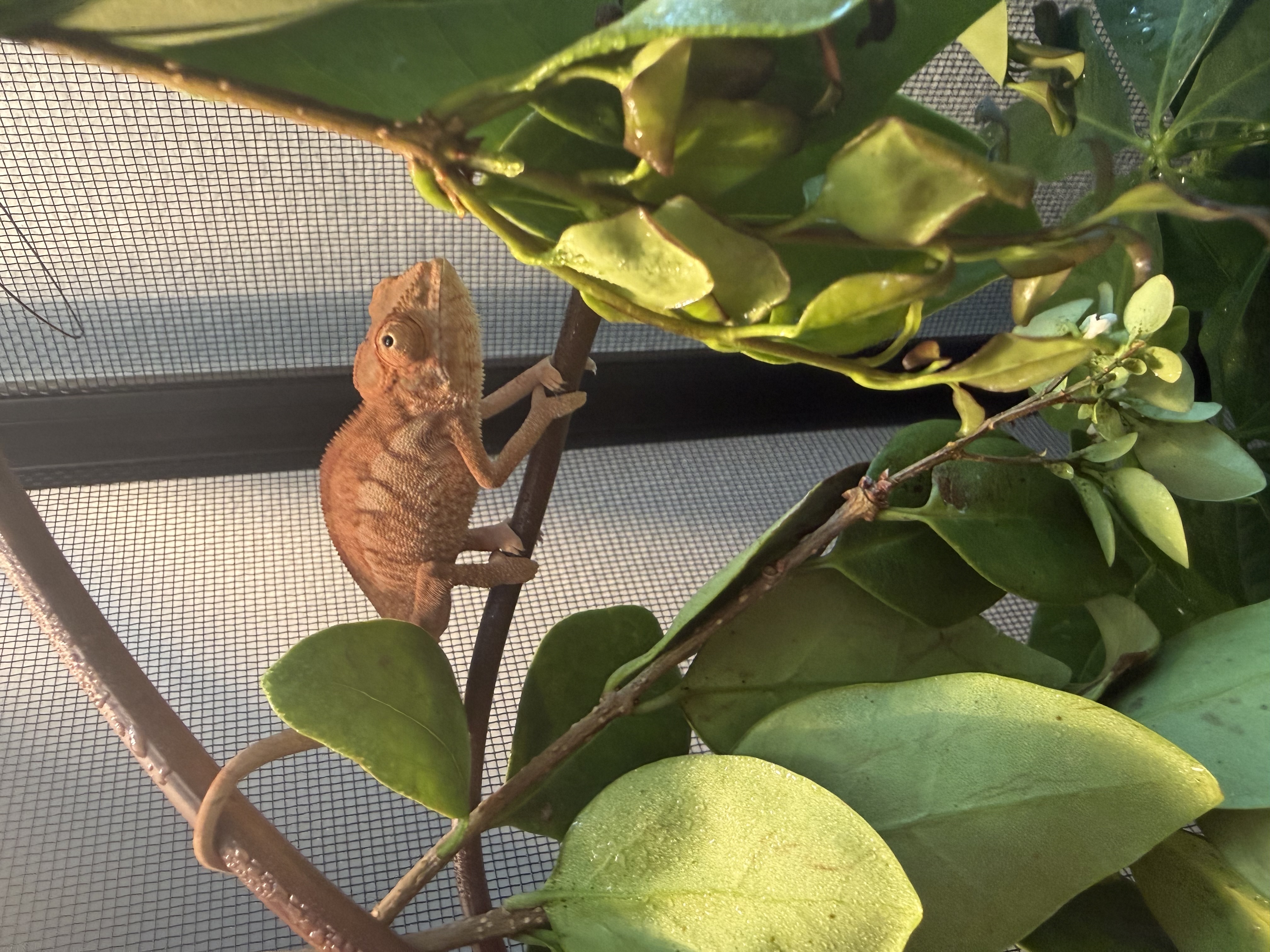 Princess Peach, Ambilobe Panther Chameleon